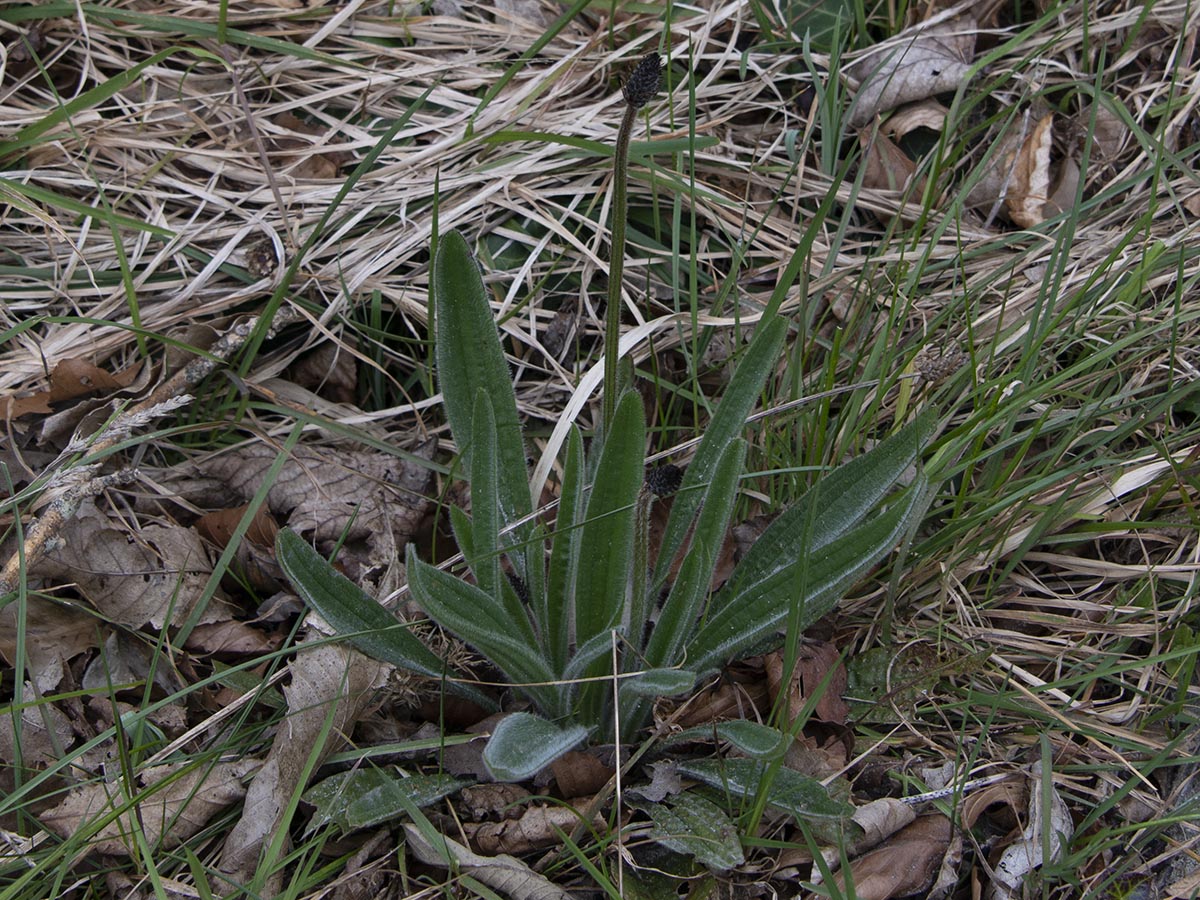 Plantago lanceolata